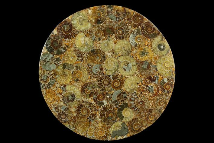 Composite Plate Of Agatized Ammonite Fossils #130562